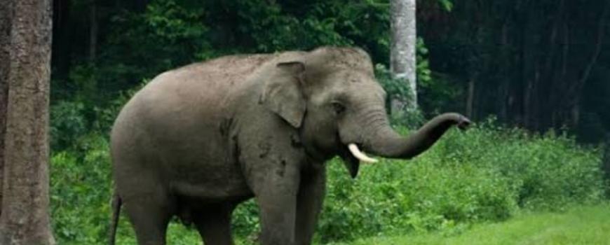 झापामा हात्तीको आक्रमणबाट बालक घाइते झापामा हात्तीको आक्रमणबाट बालक घाइते