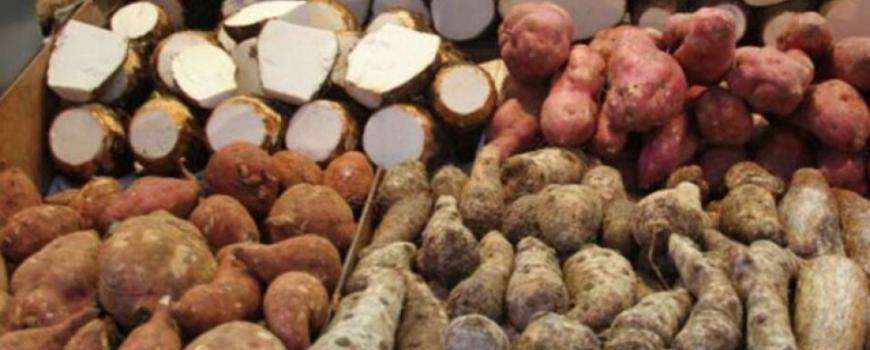 झापाको बाहुनडाँगीमा अन्तरराष्ट्रिय तरुल महोत्सव