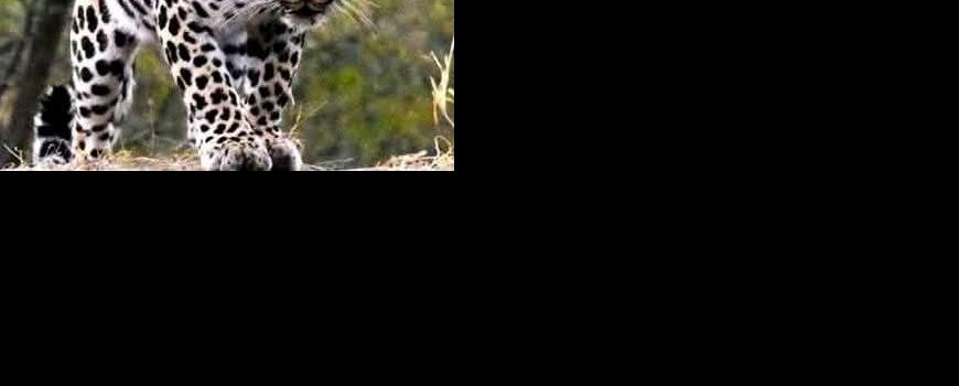 झापामा दुर्लभ चितुवा भीडद्वारा हत्या: कानुनी राज्य र सामाजिक चेतनामाथि गम्भीर प्रश्न