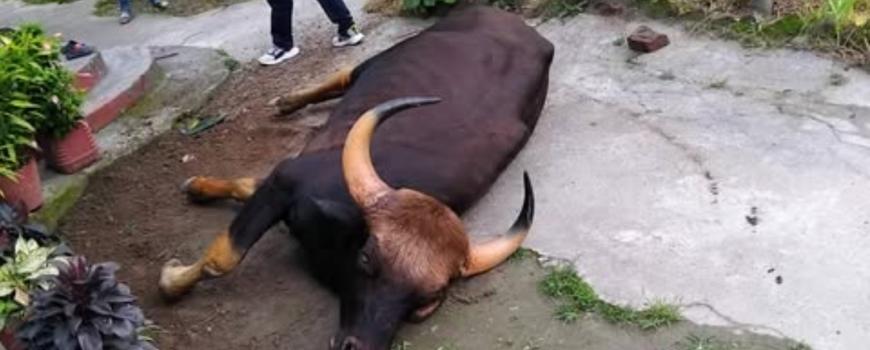 काँकडभिट्टामा अर्ना जस्तो देखिने जंगली जनावर घाइते अवस्थामा फेला, उद्धारका लागि प्रहरी र वन कार्यालय परिचालित